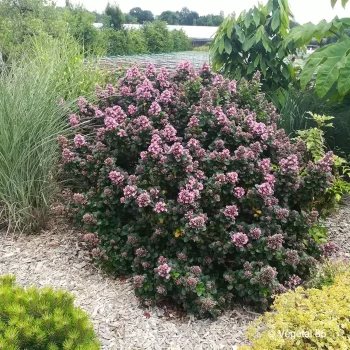 ESCALLONIA laevis Pink elle