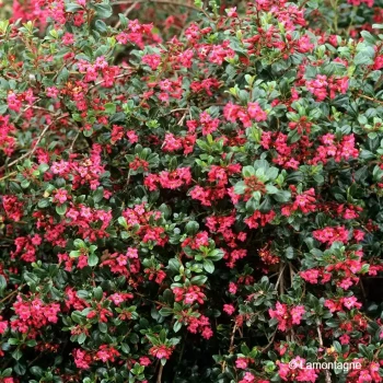 ESCALLONIA Red dream