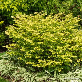 EUONYMUS alatus Compactus