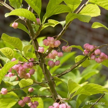 EUONYMUS alatus