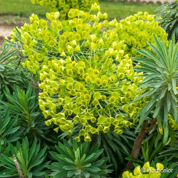 EUPHORBIA characias Wulfenii