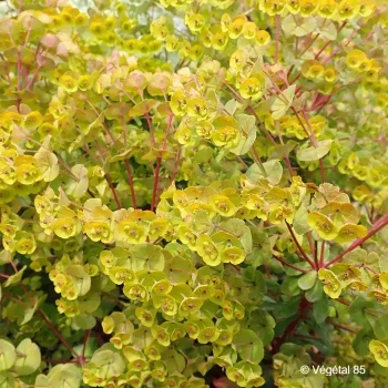EUPHORBIA Efanthia