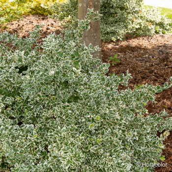 EUONYMUS fortunei Emerald gaiety