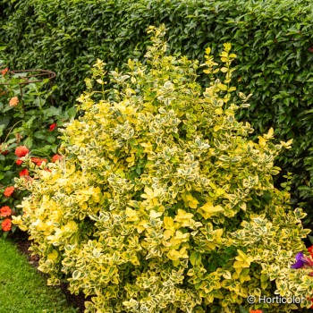 EUONYMUS fortunei Emeraldn gold