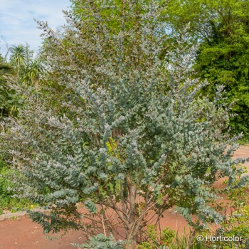 EUCALYPTUS gunnii Azura