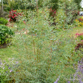 EUCALYPTUS gunnii France bleu