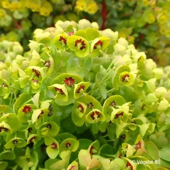 EUPHORBIA x martinii Baby charm