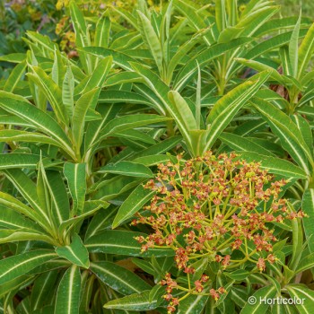 EUPHORBIA mellifera