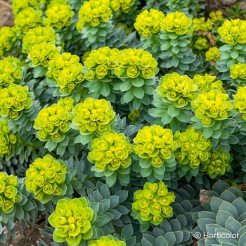 EUPHORBIA myrsinites