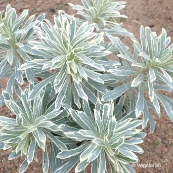 EUPHORBIA Silver swan