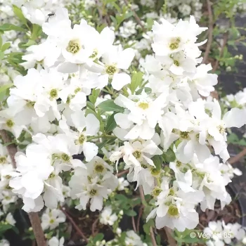 EXOCHORDA racemosa Niagara