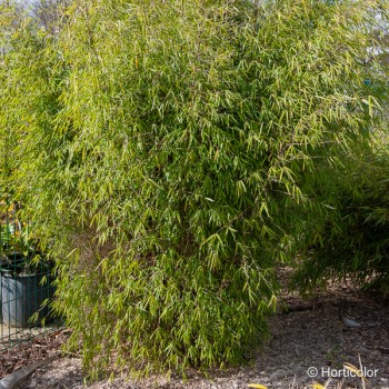 FARGESIA angustissima