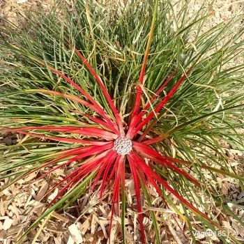 FASCICULARIA bicolor