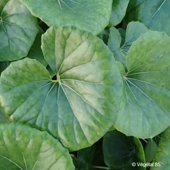 FARFUGIUM japonicum Gigantea