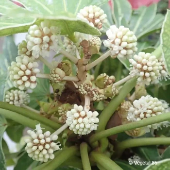 FATSIA japonica Spider web