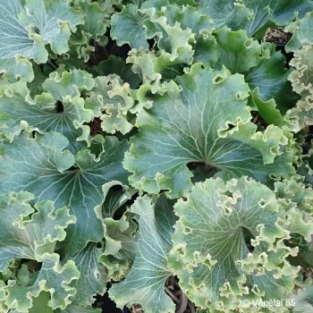 FARFUGIUM japonicum Wavy gravy