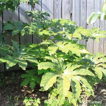 FATSIA japonica