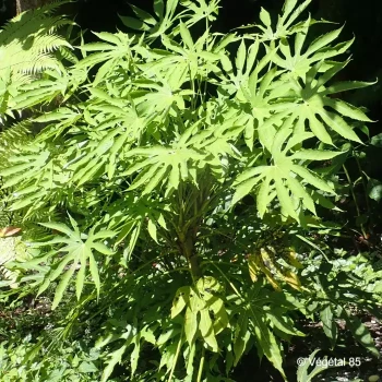 FATSIA polycarpa Green fingers