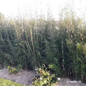 FARGESIA robusta Campbell