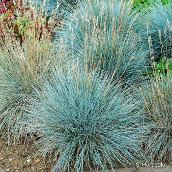 FESTUCA glauca