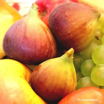 FICUS carica Brown turkey