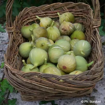 FICUS carica Goutte dor