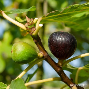 FICUS carica Ronde de bordeaux