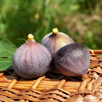 FICUS carica Violette dauphine
