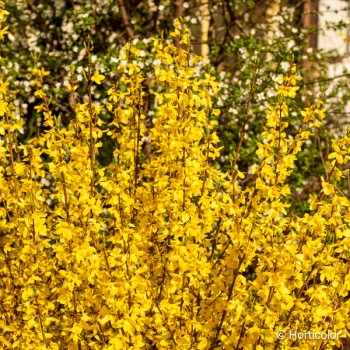 FORSYTHIA x intermedia Lynwood gold
