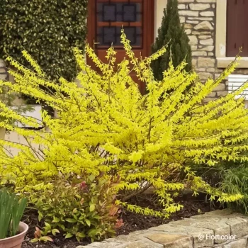 FORSYTHIA x intermedia Marée dor