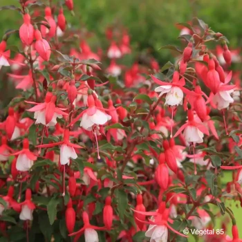 FUCHSIA Alice hoffman