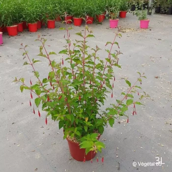 FUCHSIA magellanica Riccartonii