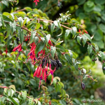 FUCHSIA regia Regal