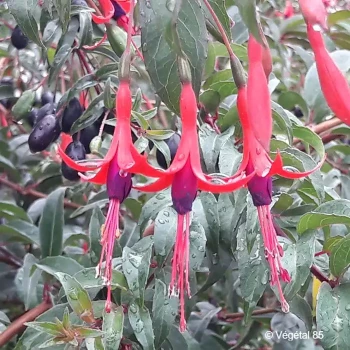 FUCHSIA regia Reitzii