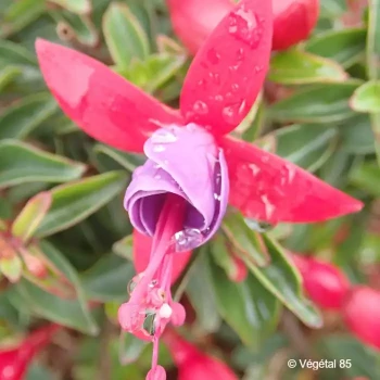 FUCHSIA Tom thumb