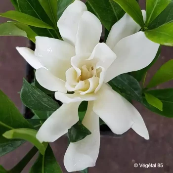 GARDENIA jasminoides Celestial star