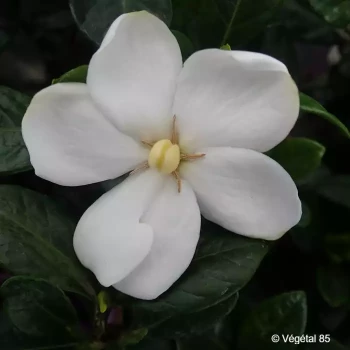GARDENIA jasminoides Kleims hardy