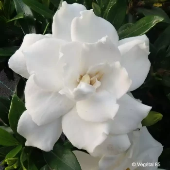 GARDENIA jasminoides Perfumed petticoats