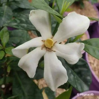 GARDENIA jasminoides Pinwheel