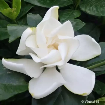 GARDENIA jasminoides Summer snow