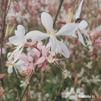 GAURA lindheimeri Blanc