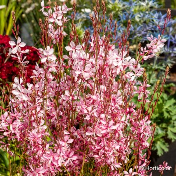 GAURA lindheimeri Rose