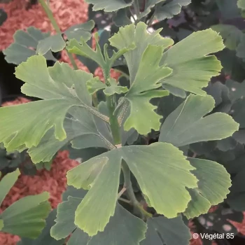 GINKGO biloba Menhir