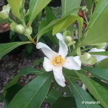GORDLINIA grandiflora