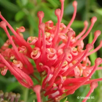 GREVILLEA juniperina New blood