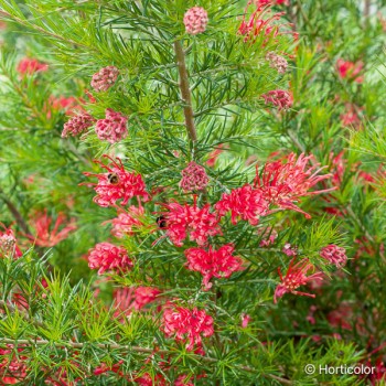 GREVILLEA juniperina