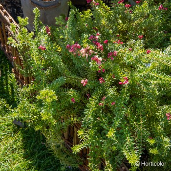 GREVILLEA lanigera Mount tamboritha