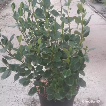 GRISELINIA littoralis