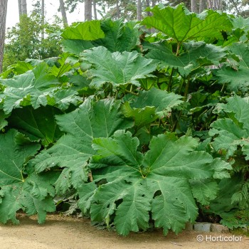 GUNNERA manicata