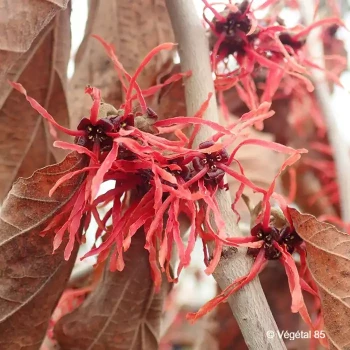 HAMAMELIS intermedia Feuerzauber
